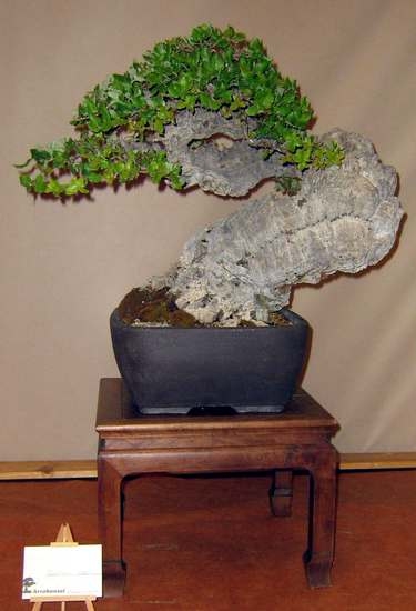 Arco Bonsai 2008 (68).jpg