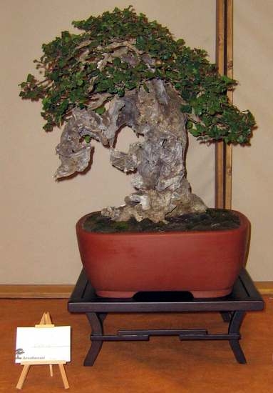 Arco Bonsai 2008 (69).jpg