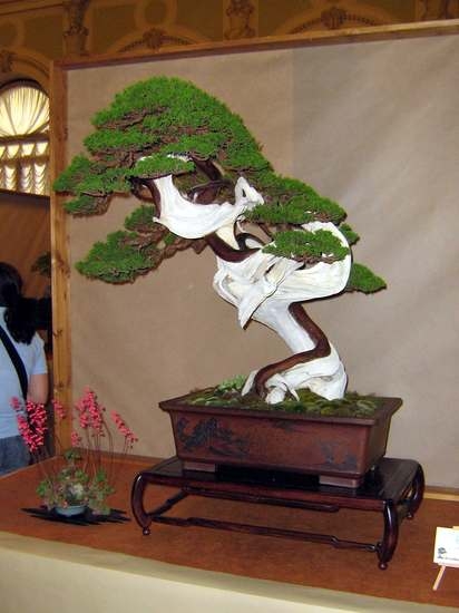 Arco Bonsai 2008 (71).jpg