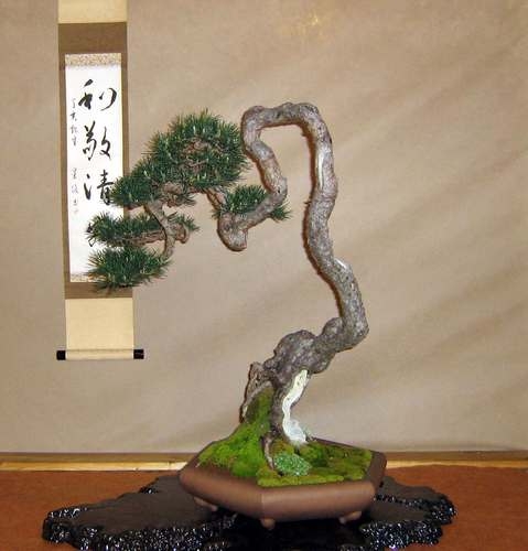 Arco Bonsai 2008 (72).jpg