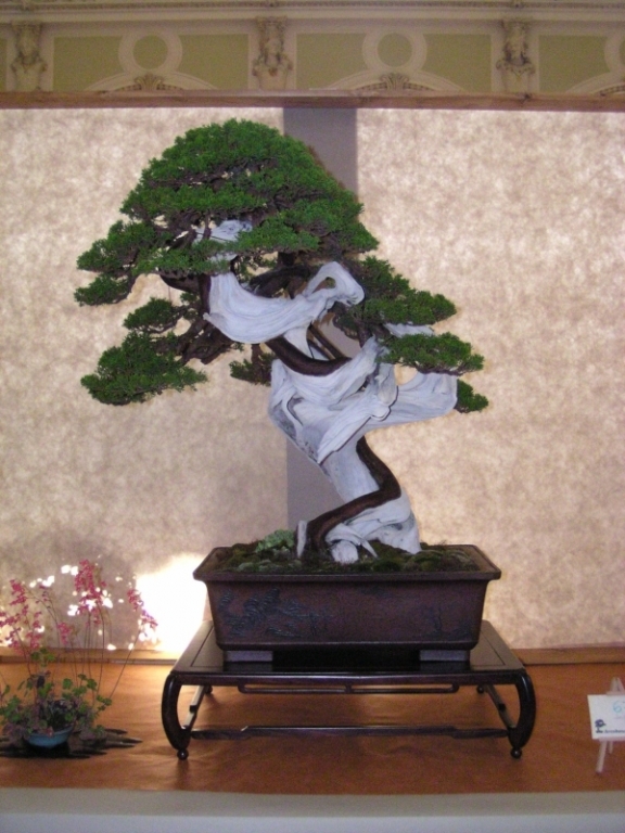 Arco Bonsai 2008 (79).jpg