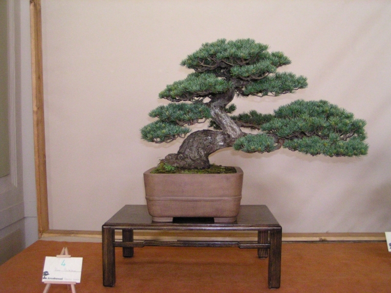 Arco Bonsai 2008 (82).jpg