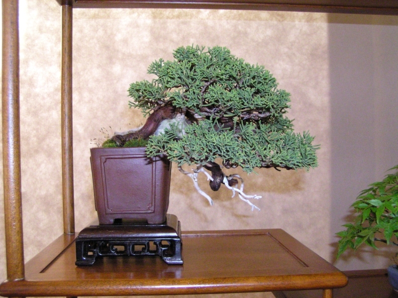 Arco Bonsai 2008 (84).jpg