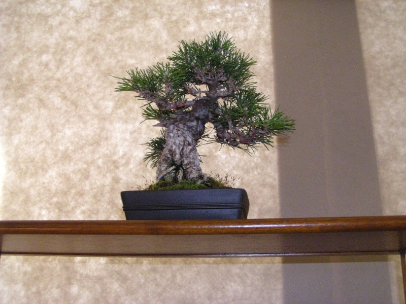 Arco Bonsai 2008 (85).jpg