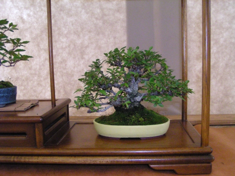 Arco Bonsai 2008 (88).jpg