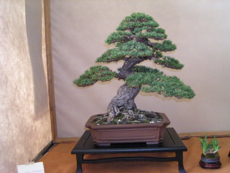 Arco Bonsai 2008 (110).jpg