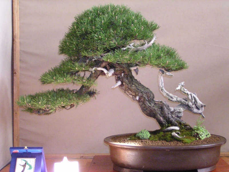 Arco Bonsai 2008 (120).jpg