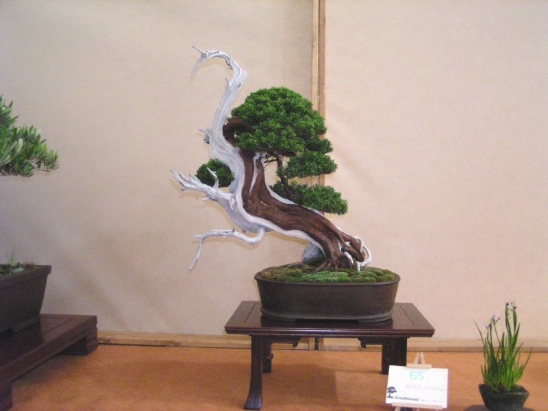Arco Bonsai 2008 (144).jpg