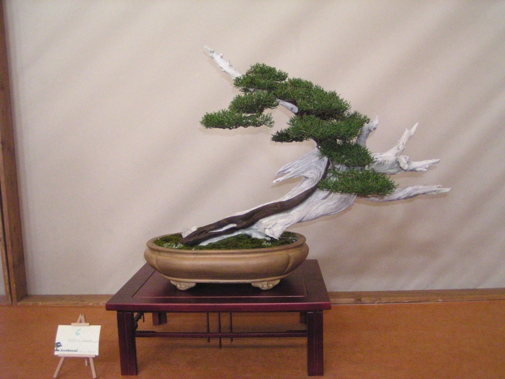 Arco Bonsai 2008 (151).jpg