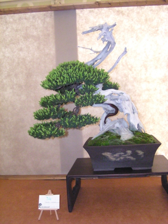 Arco Bonsai 2008 (152).jpg