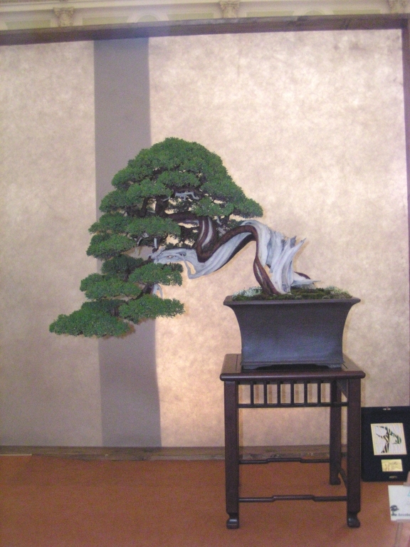 Arco Bonsai 2008 (154).jpg