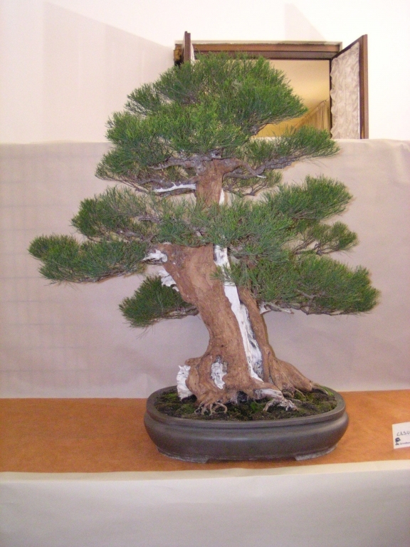 Arco Bonsai 2008 (168).jpg