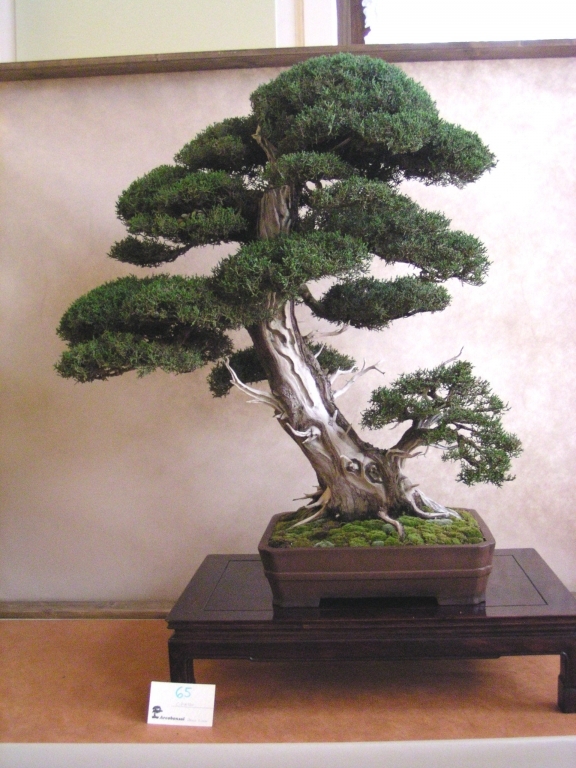 Arco Bonsai 2008 (174).jpg