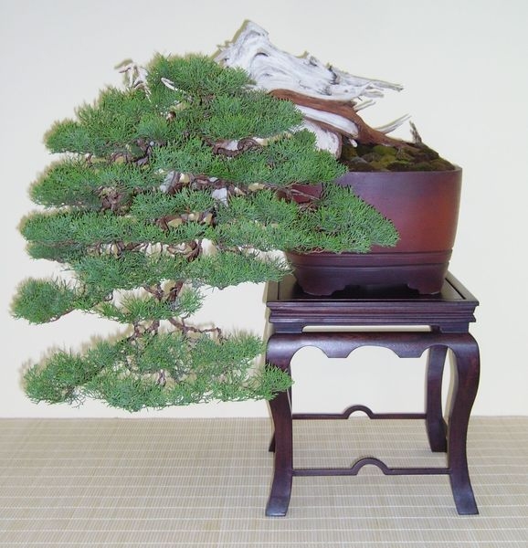 Crespi Cup 2008 005.jpg