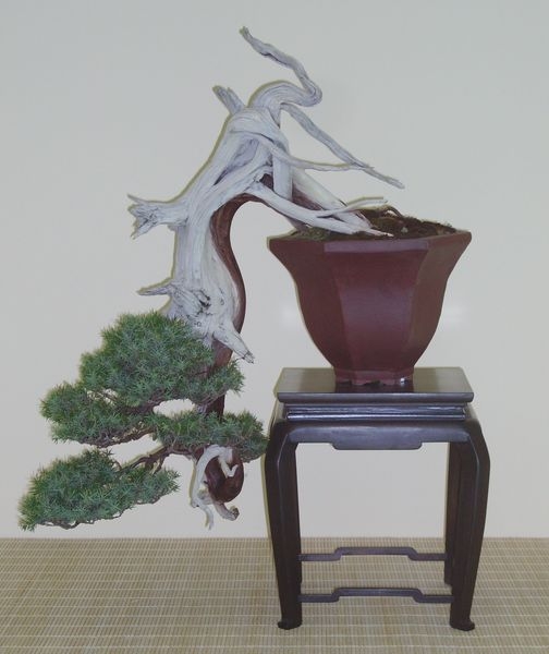 Crespi Cup 2008 009.jpg