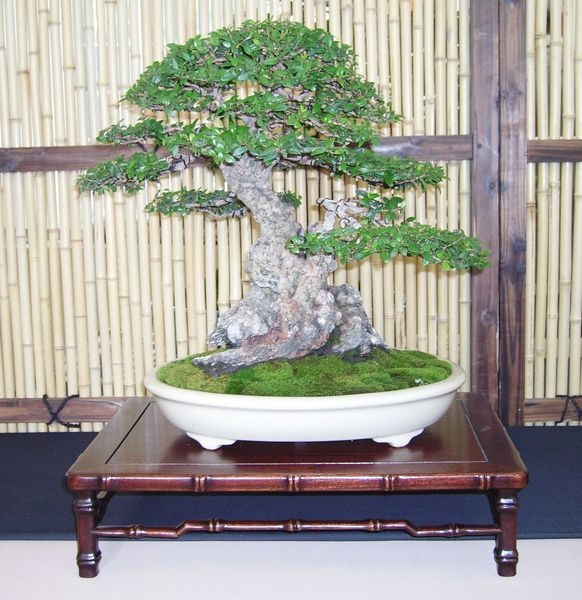 Crespi Cup 2008 011.jpg