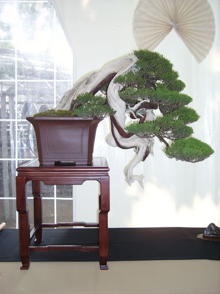 Crespi Cup 2008 012.jpg