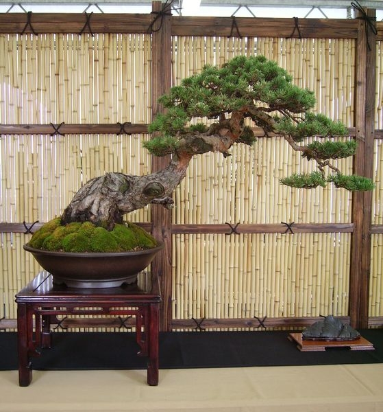 Crespi Cup 2008 017.jpg