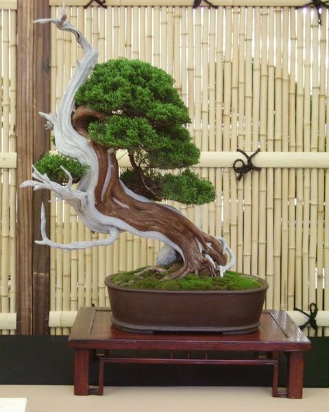 Crespi Cup 2008 018.jpg