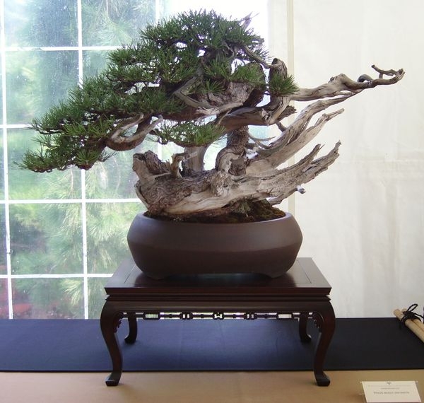 Crespi Cup 2008 020.jpg