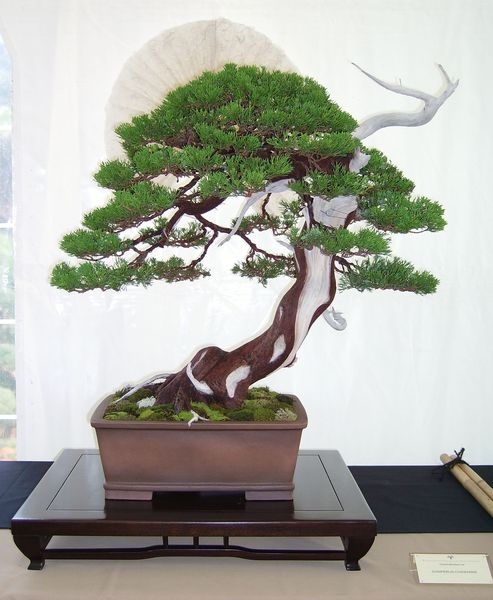 Crespi Cup 2008 022.jpg