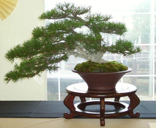 Crespi Cup 2008 023.jpg