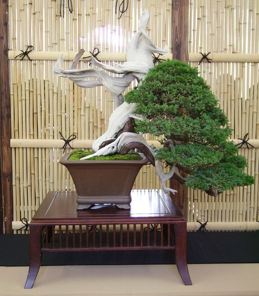 Crespi Cup 2008 029.jpg