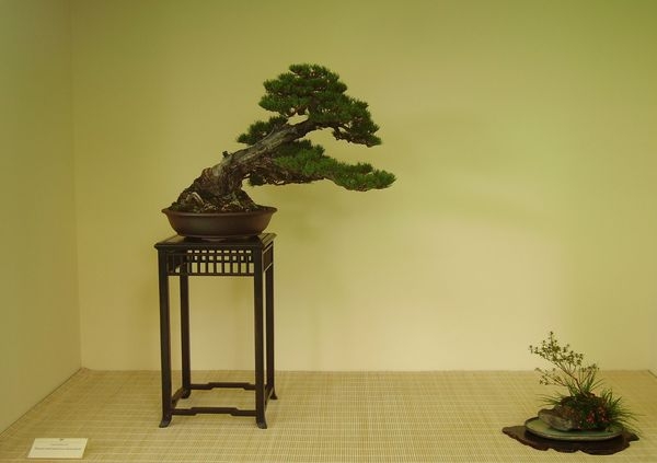 Crespi Cup 2008 032.jpg