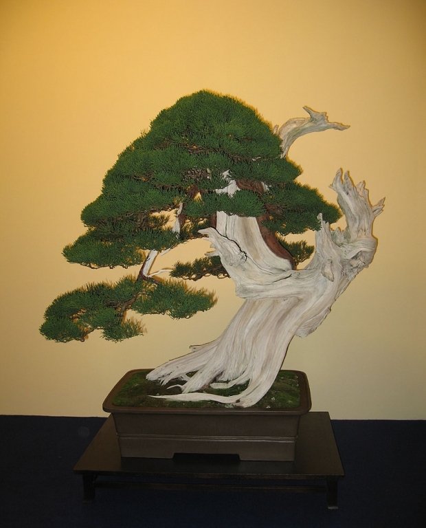 Sakka Ten 2008 009.jpg