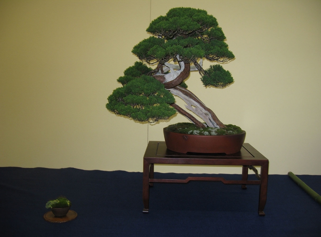 Sakka Ten 2008 025.jpg