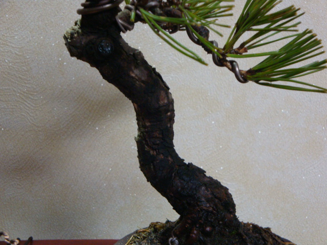 DSC07484.JPG