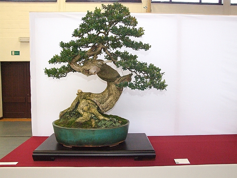 EUK Buxus JP Polmans 5.jpg