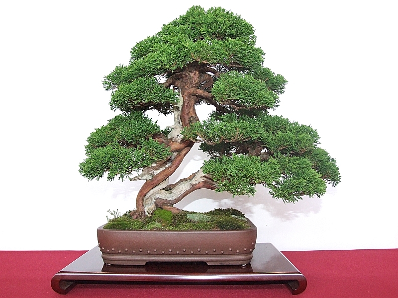 EUK Juniperus Harry Martens 4.jpg