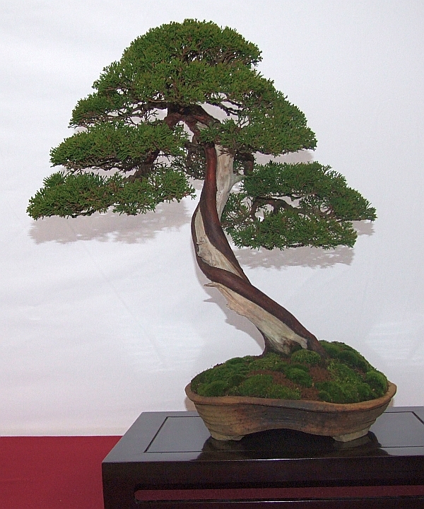 EUK Juniperus Lydie carpentier 5.jpg