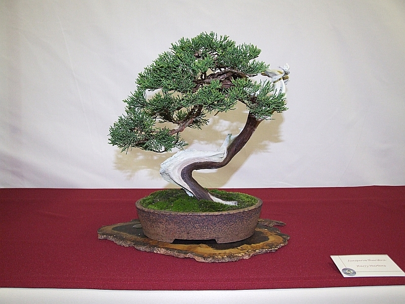 EUK Juniperus thurifera Harry 2.jpg