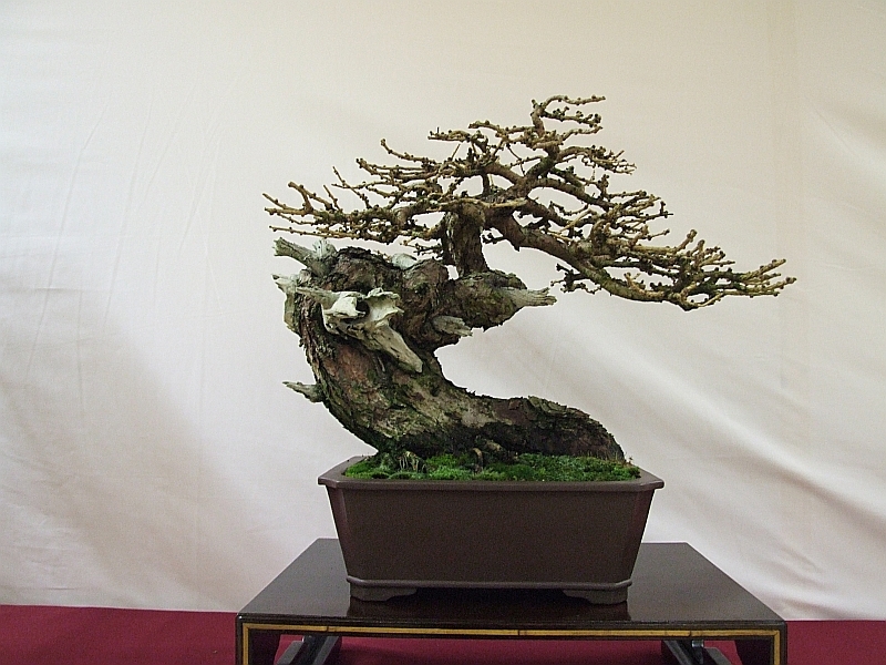 EUK Larix JP Polmans 6.jpg
