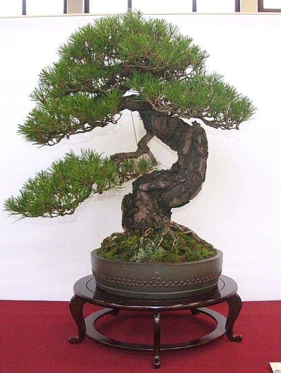 EUK Pinus densiflora JP Polmans 7.jpg