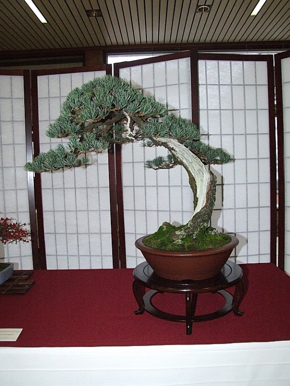 EUK Pinus parviflora JP Polmans 2.jpg