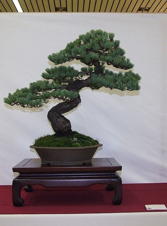 EUK Pinus parviflora Willy van de Ven 3.jpg