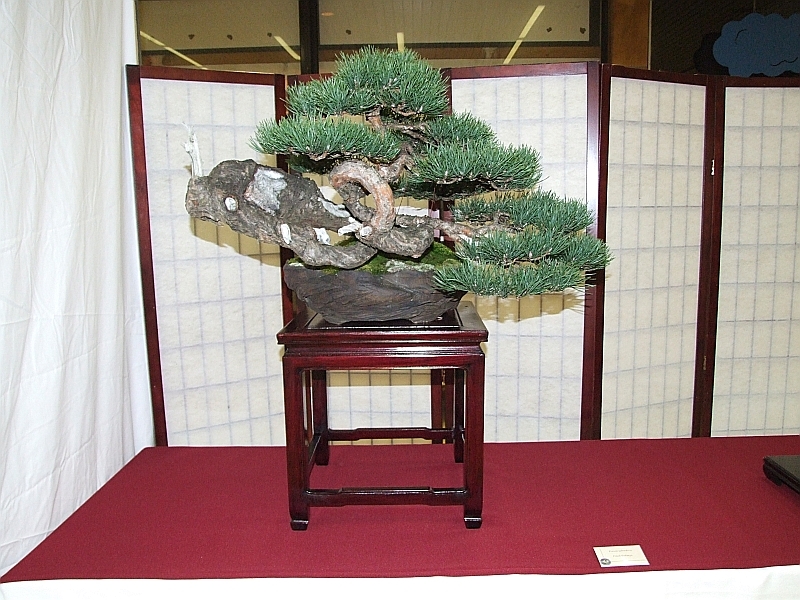 EUK Pinus sylvestris Paul Putseys 3.jpg