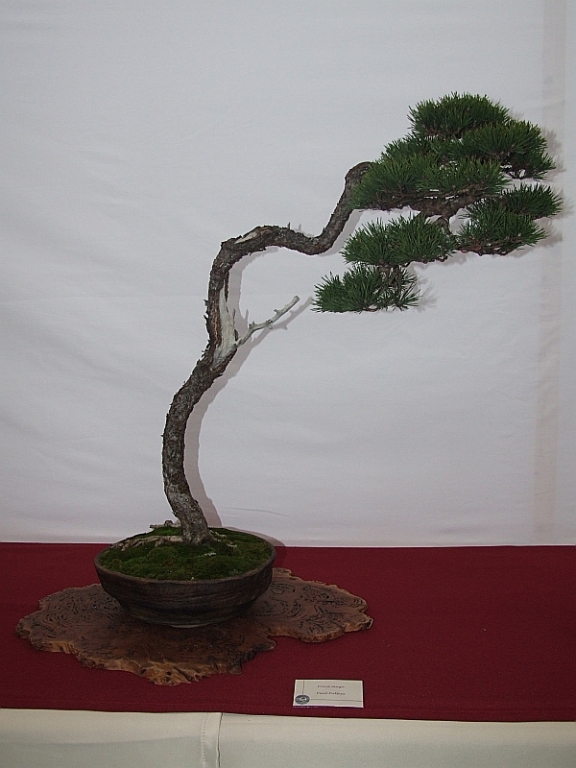EUK Pinus 1 Paul Putseys 6.jpg