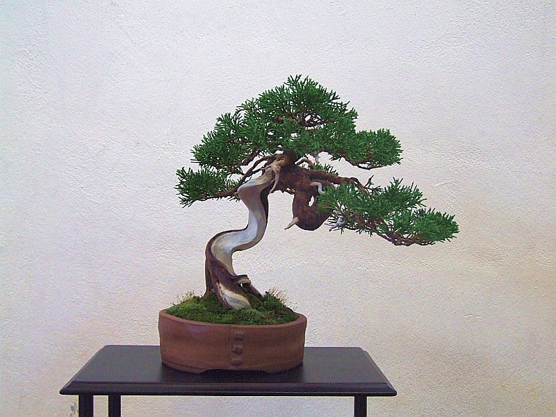 EUK Shohin Juniperus Hans 7.jpg