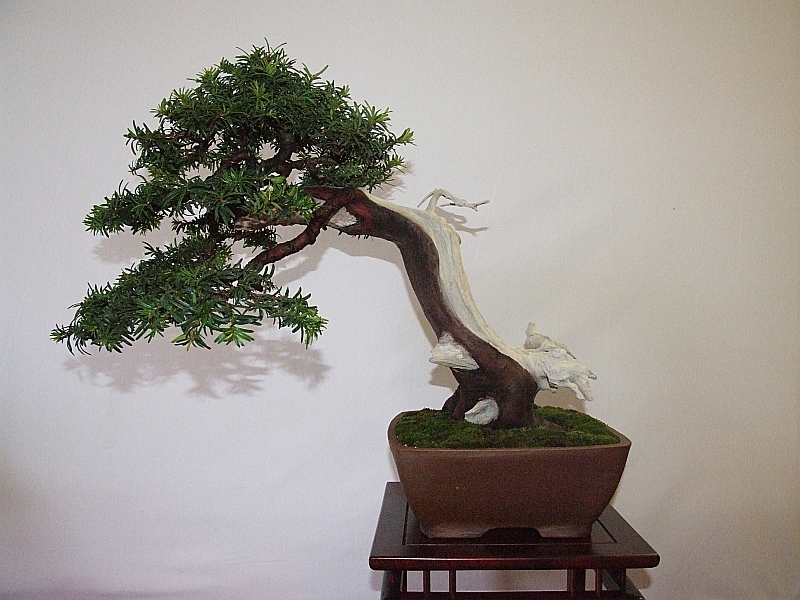 EUK Taxus Harry Martens 1.jpg