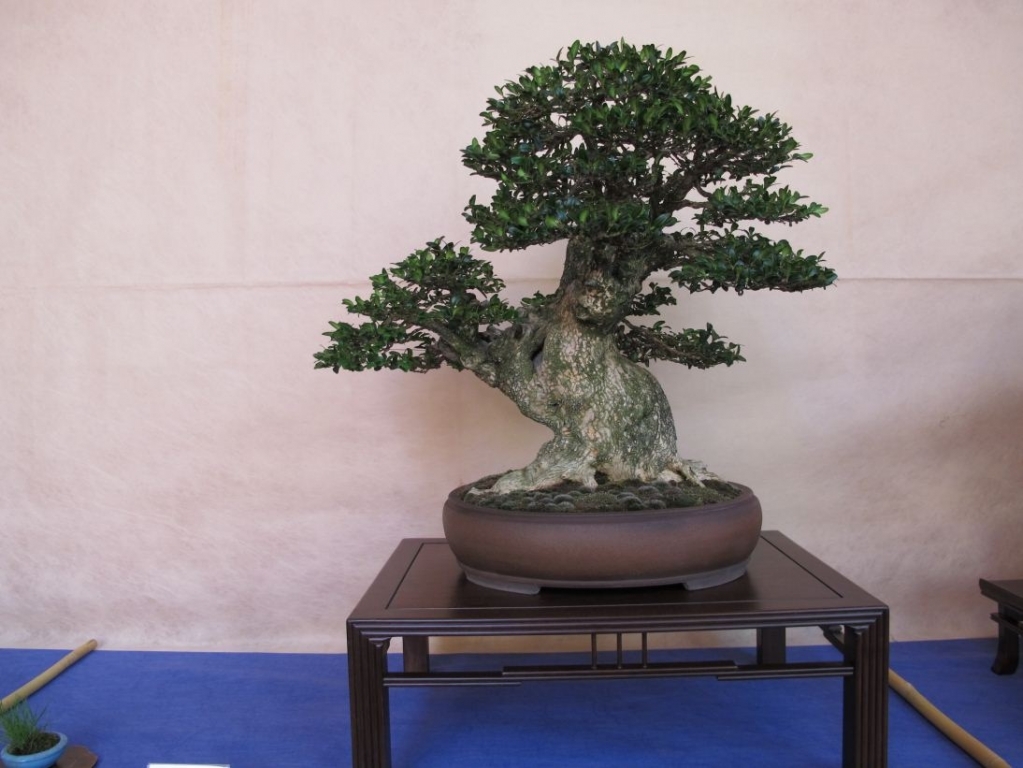 Giareda 2011 024.jpg