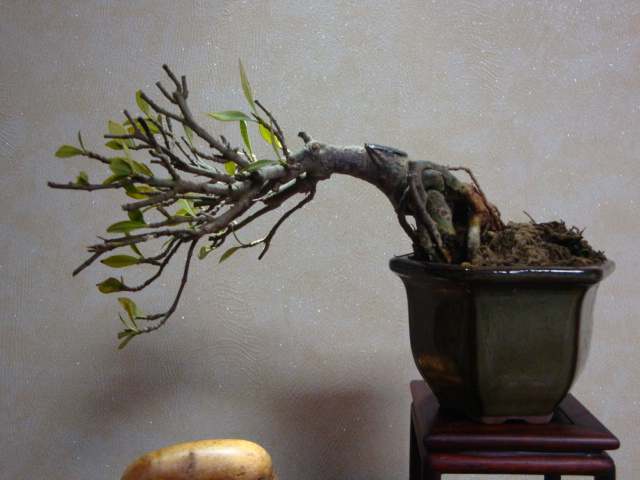 DSC07571.JPG