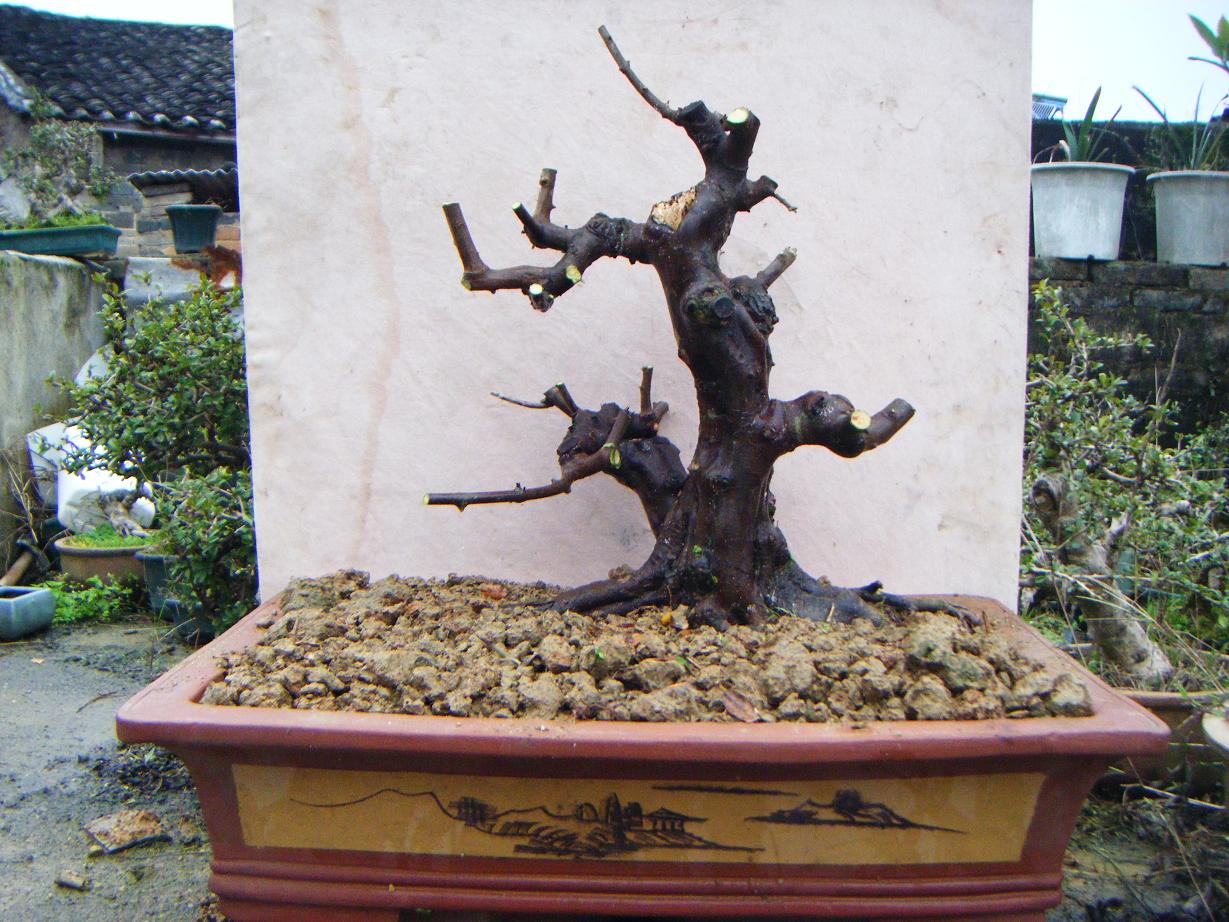 Ƭ 1406.jpg