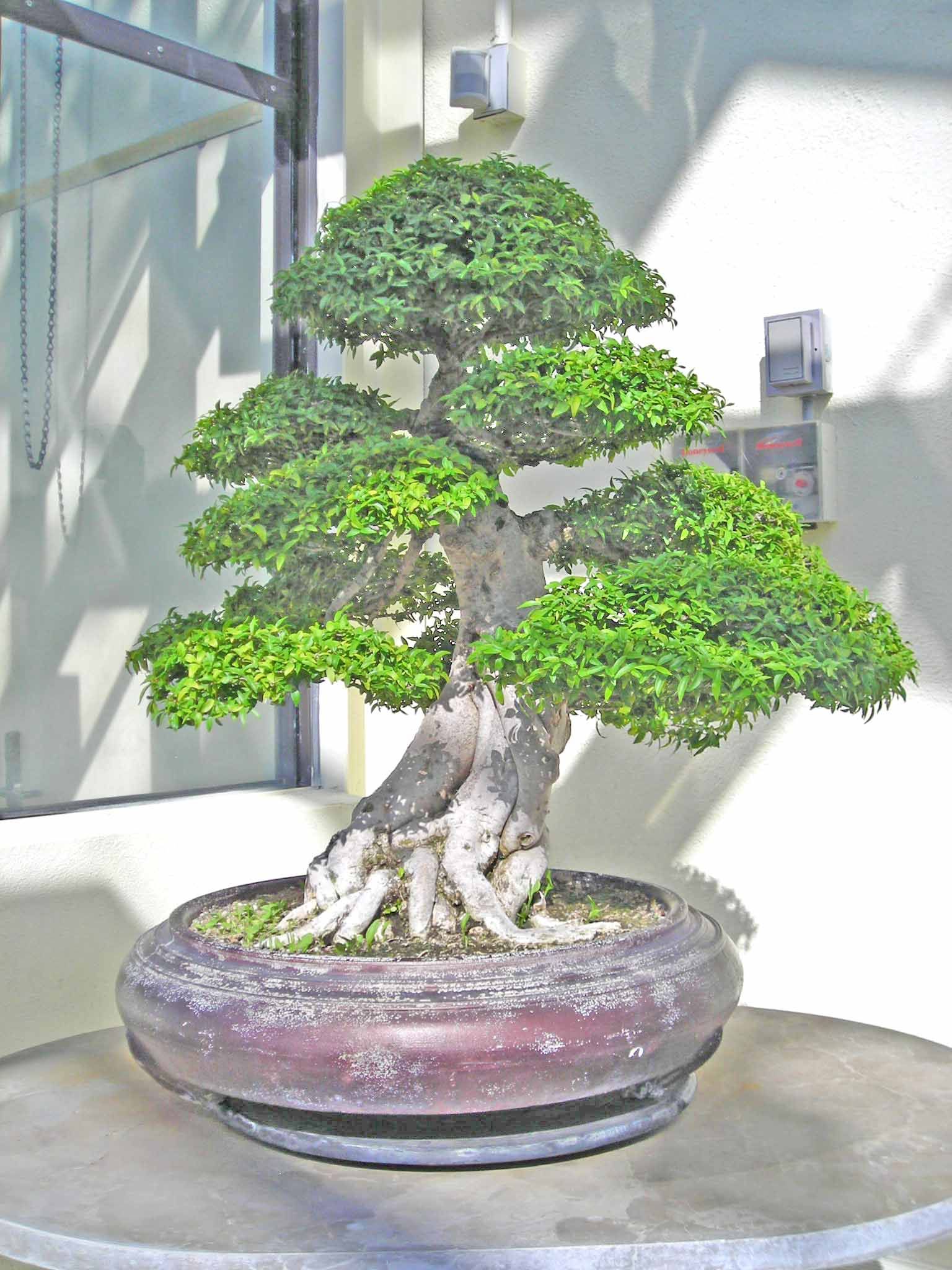 wrightia_religiosa3.jpg