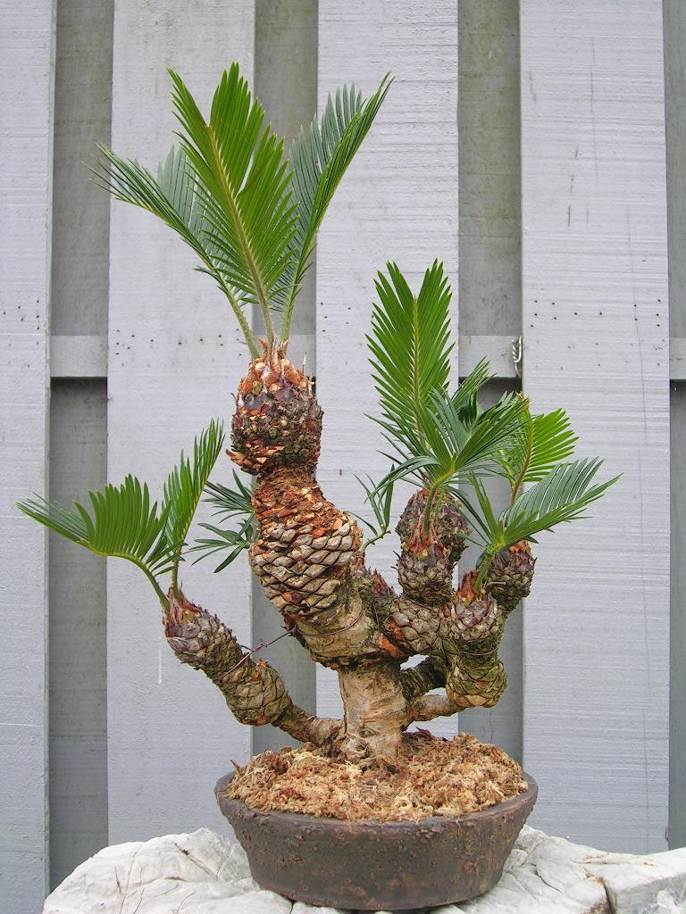 NESFpVaxYTNCTjNPdThUVD9ncGouMjI5NTQ5MjAxMDIwMTAxMDJfMzJGL2dvbGIvLWdRRnN5REdKYTlV.jpg