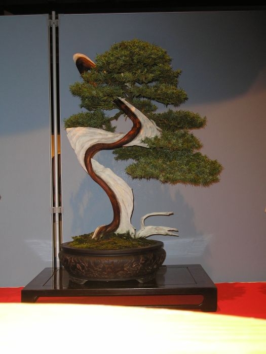 International Bonsai Challenge 23-07-2006 046.jpg