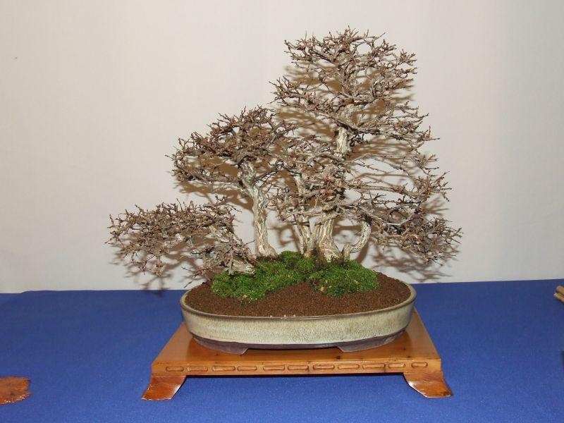 Noelanders Trophy IX 2008 (11).jpg